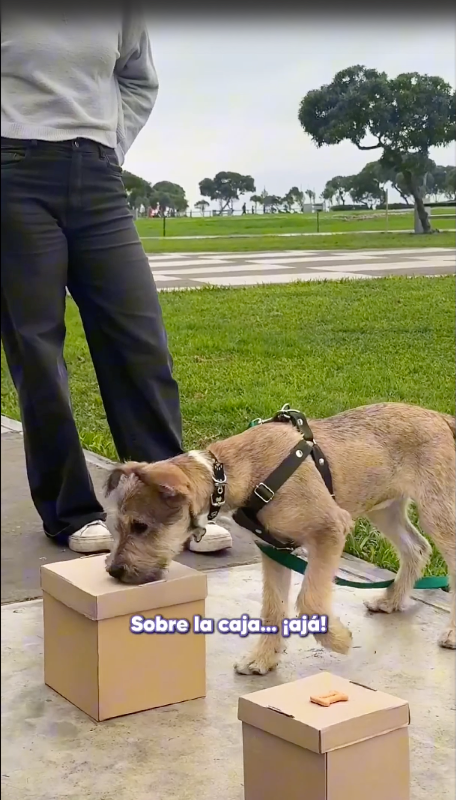 Video de Youtube - Naricitas